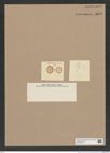 Melosira sp. (de-Toni-Nr.: Genus 213) Zeichnungen Sammlung Grunow Nr. 9279 (NHMW-BOT-W0379075)